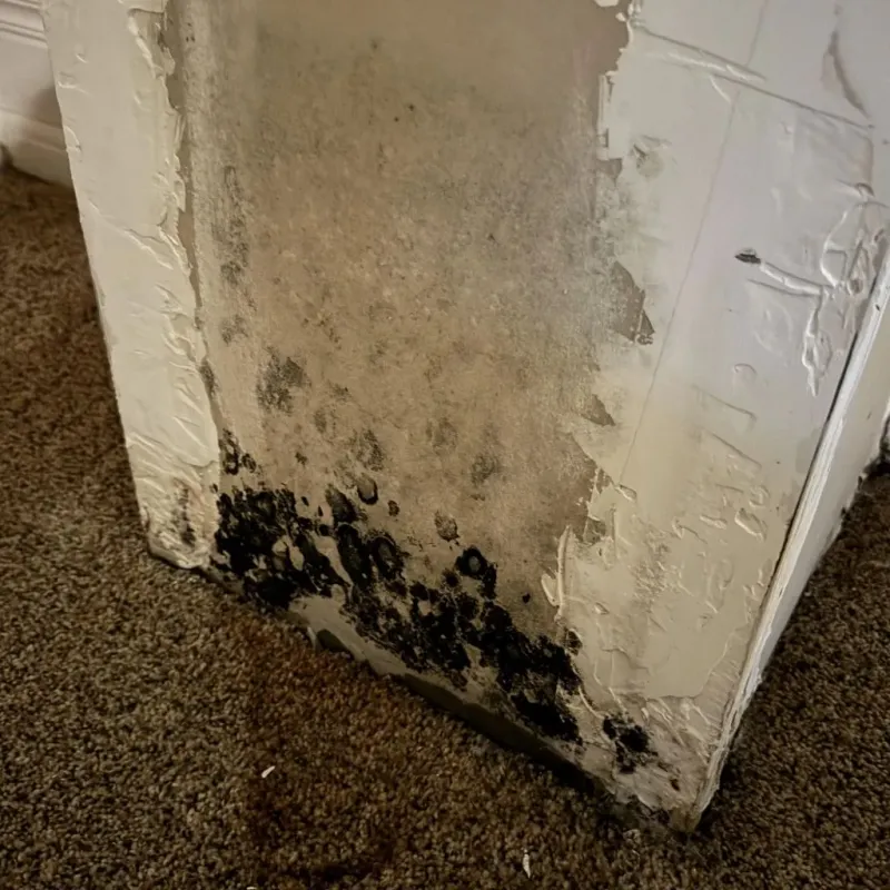 Professional Mold Removal in Mount Vernon, OH